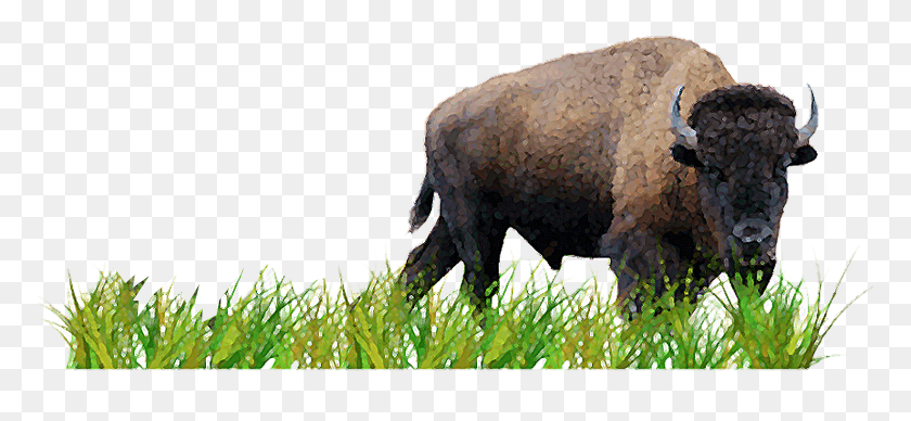 771x328 Activity 3 Plan A Prairie Grass, Mammal, Animal, Bison HD PNG Download