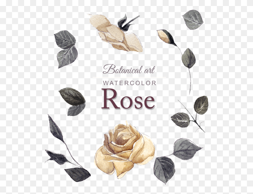 547x585 Acuarela Rose Design Садовые Розы, Растение, Цветок, Цветение Hd Png Скачать