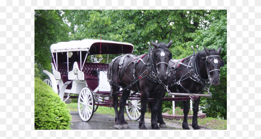 620x387 Add Stately Elegance Or Good Old Fashioned Fun With Old Fashioned Horse Buggy, Mammal, Animal, Vehicle HD PNG Download