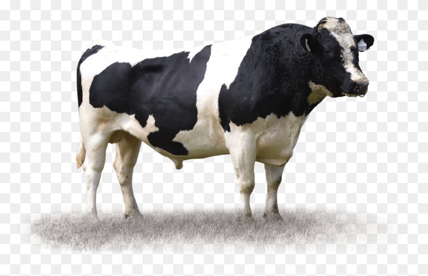 959x595 Descargar Png Añadir A Mis Toros Vaca Lechera, El Ganado, Mamíferos, Animal Hd Png