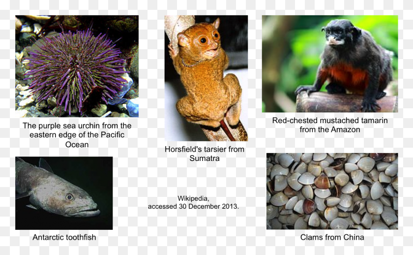 1398x822 Addgenezoo Sea Urchin, Animal, Toad, Amphibian HD PNG Download