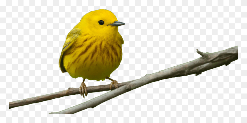 1025x475 Additional Information Detroit Yellow Warbler, Bird, Animal, Canary HD PNG Download
