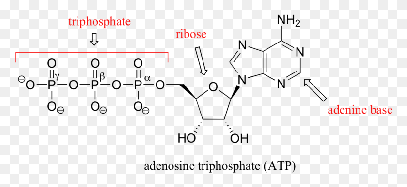 1188x499 Молекула Аденозинтрифосфата Atp, Текст, Pac Man Hd Png Скачать