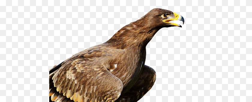 512x340 Adler Animal, Beak, Bird, Buzzard Sticker PNG