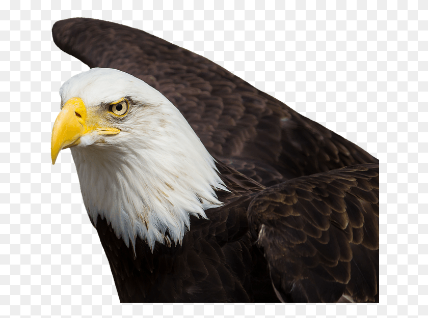 648x565 Adler Bald Eagles Bird Of Prey Raptor Aguilas, Animal, Eagle, Bald Eagle HD PNG Download