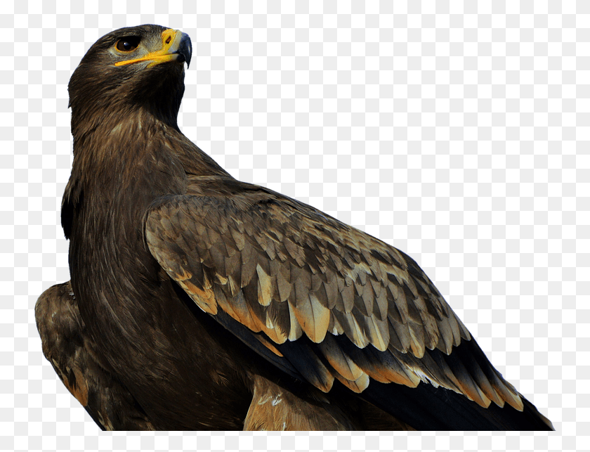 749x583 Adler Bird Of Prey Raptor Bird Bill Significado De Aguila, Animal, Eagle, Buzzard HD PNG Download