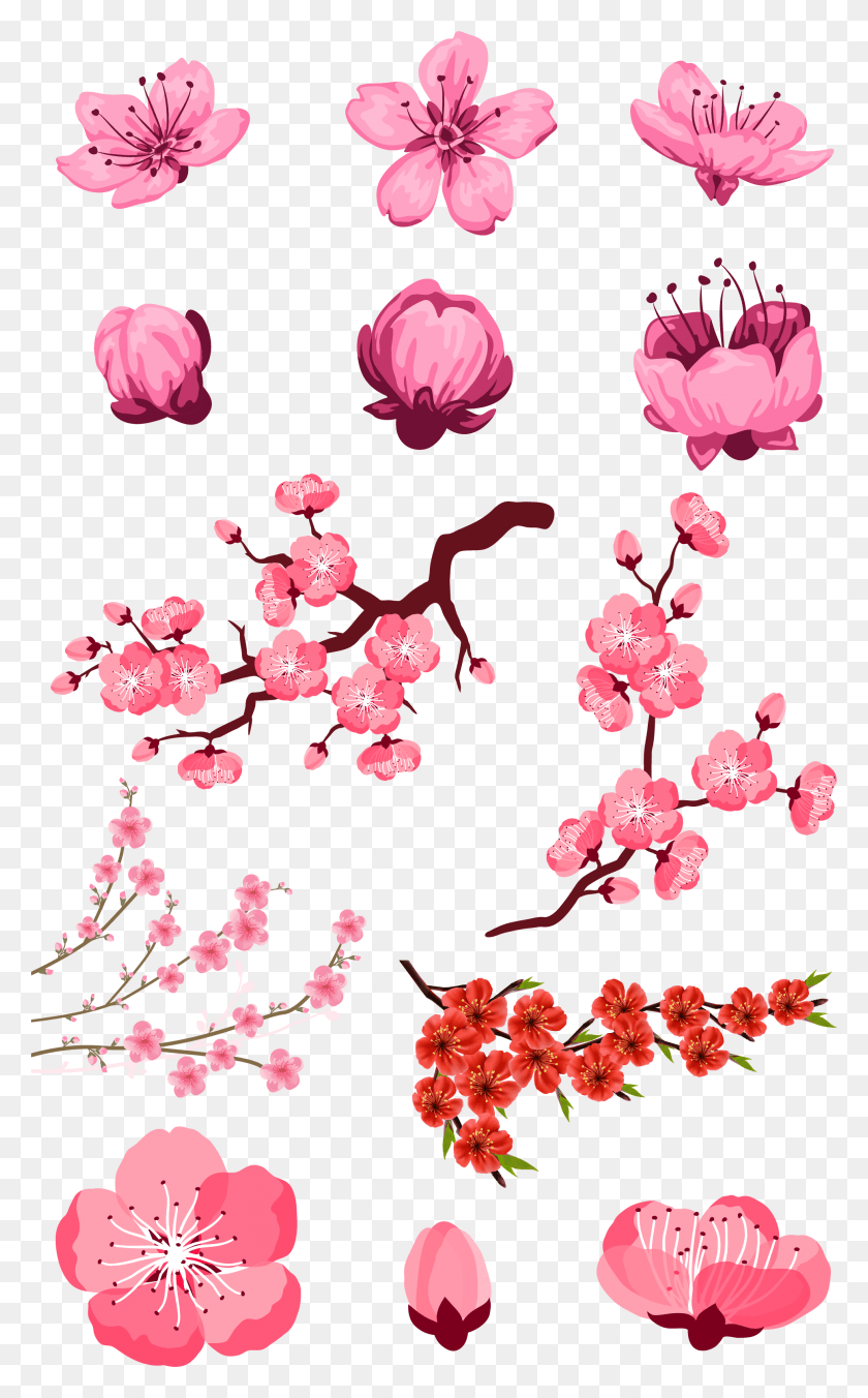 1934x3204 Adobe Pink Peach Transprent Free Cherry Blossom Flower Vector, Plant, Blossom, Petal HD PNG Download