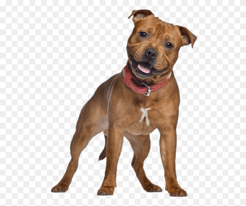 510x644 Adopt, Dog, Pet, Canine HD PNG Download