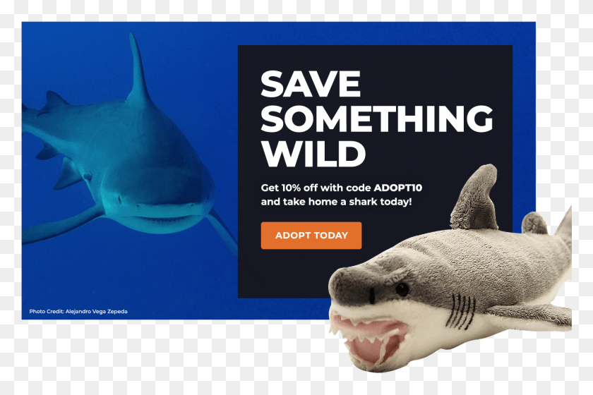 1350x866 Достижения Adopt A Shark Защита Морских Черепах До Сих Пор, Морская Жизнь, Рыба, Животное Png Скачать