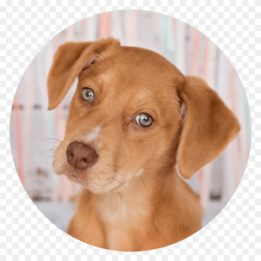 1345x1345 Adopt Companion Dog, Pet, Canine, Animal HD PNG Download