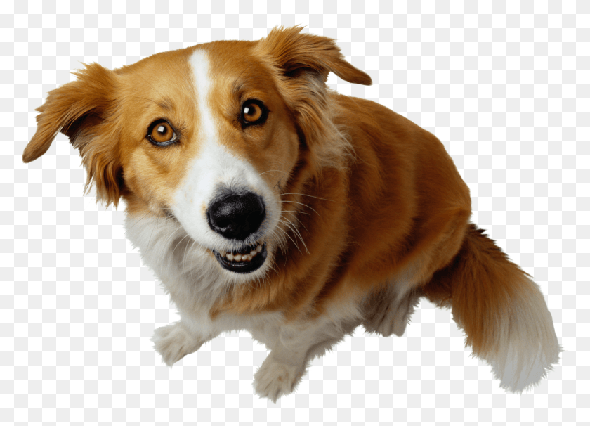 Фото собака на прозрачном фоне