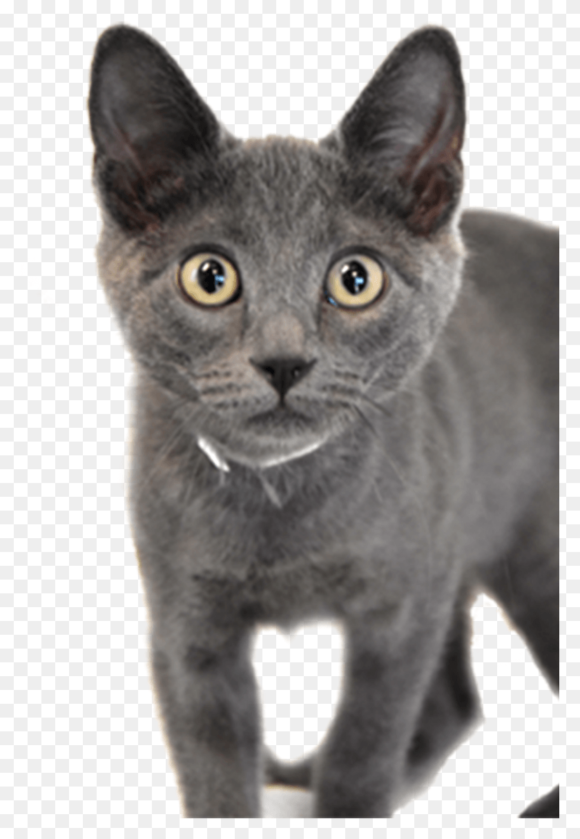 838x1242 Adoptions Korat, Cat, Pet, Mammal HD PNG Download