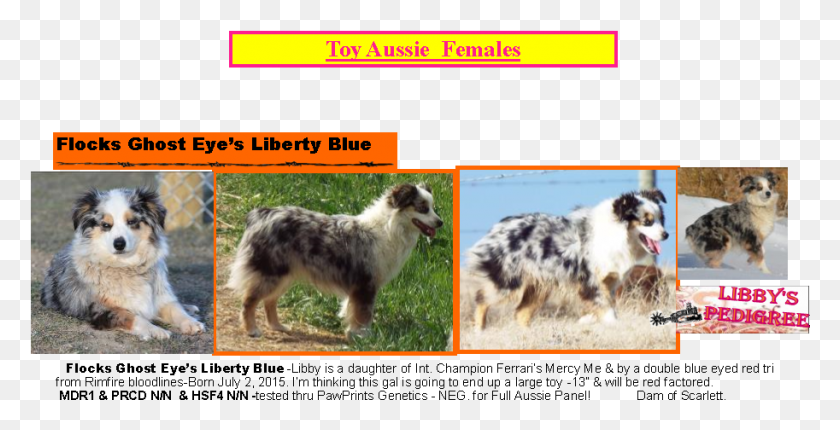 913x434 Adorable Aussies Ghost Eye Pistol Annie Australian Shepherd, Dog, Pet, Canine HD PNG Download