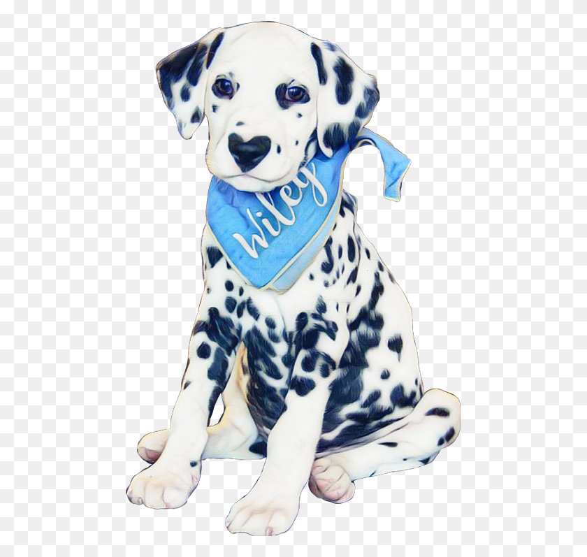 480x737 Adorable Cute Dalmatian, Dog, Pet, Canine HD PNG Download