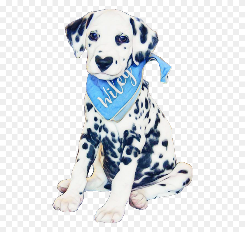 480x737 Adorable Lindo Dálmata, Perro, Mascota, Canino Hd Png