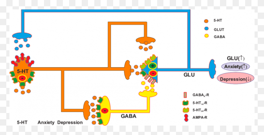 850x404 Adult 5 Ht Raphe Pfc Circuitry In Anxiety And Depression 5 Ht Depression, Network, Diagram, Building HD PNG Download