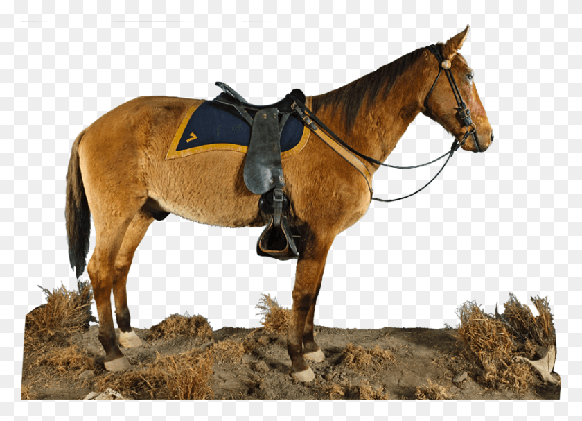 868x609 Adult Diamphidialocusta Photo Mounted Horse Comanche, Mammal, Animal, Colt Horse HD PNG Download