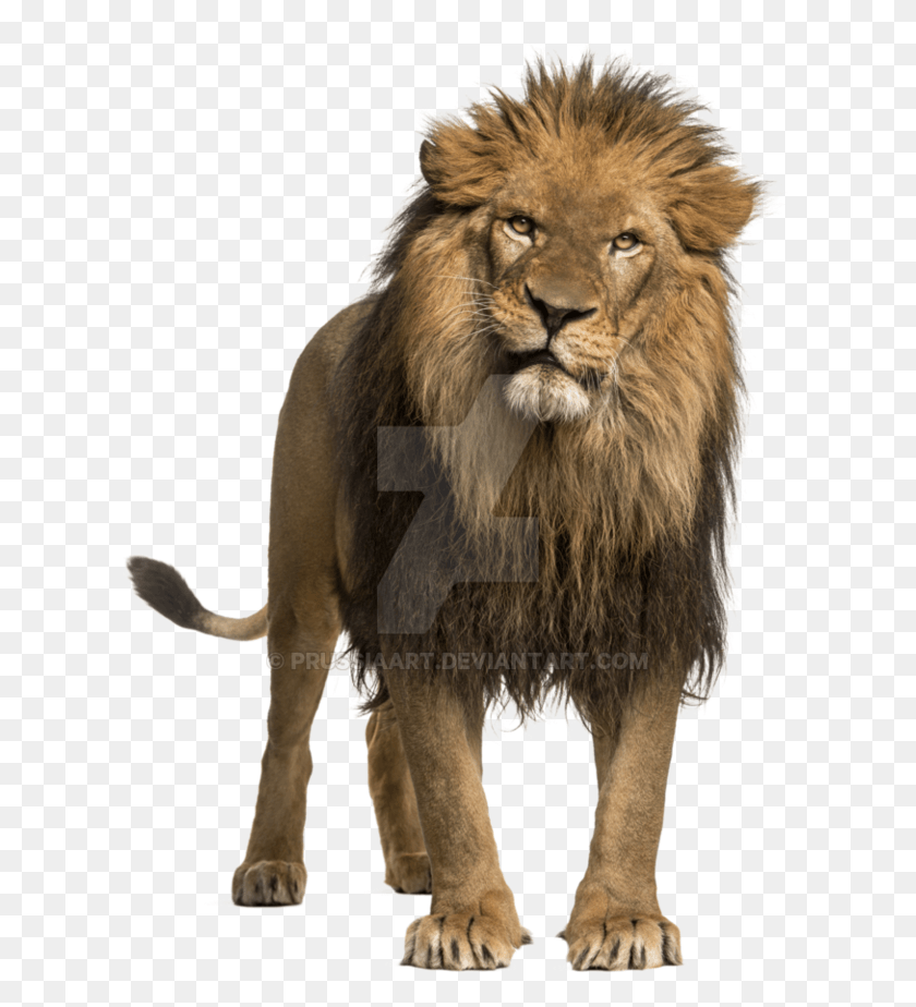 619x864 Взрослый На Пантере Льва, Лев, Дикая Природа, Млекопитающее Hd Png Скачать