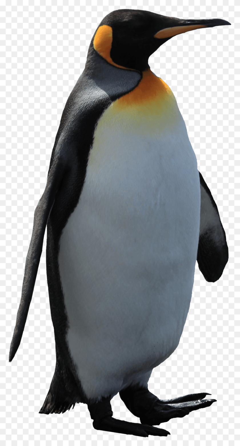 1313x2526 Pingüino Png / Pingüino Rey Png