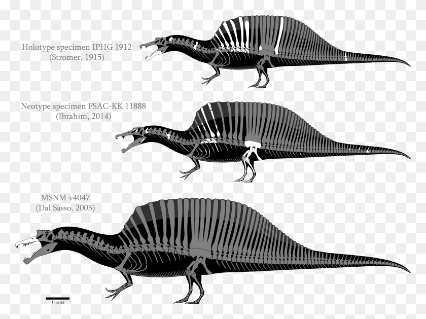 4671x3409 Descargar Png Aegyptiacus Reconstrucciones Esqueléticas Spinosaurus Esqueleto, Dinosaurio, Reptil Hd Png