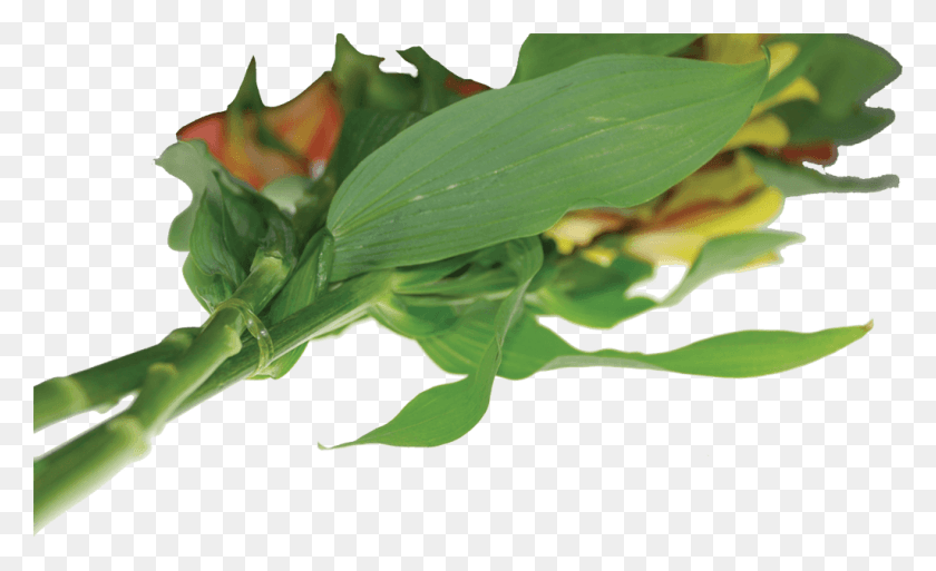 1024x595 Aero Clear Резиновые Ленты Costus Family, Растение, Овощи, Еда Hd Png Скачать