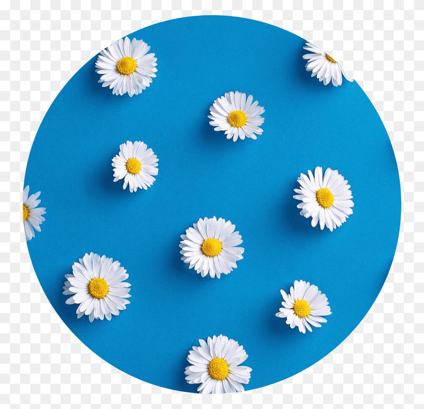 750x750 Aesthetic Circle Icon Flower Blue Blueaesthetic Aesthetic Icons Blue, Plant, Blossom, Daisy HD PNG Download
