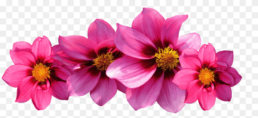 1920x883 Aesthetic Flower Transparent Hot Pink Flowers, Dahlia, Petal, Plant, Pollen Clipart PNG