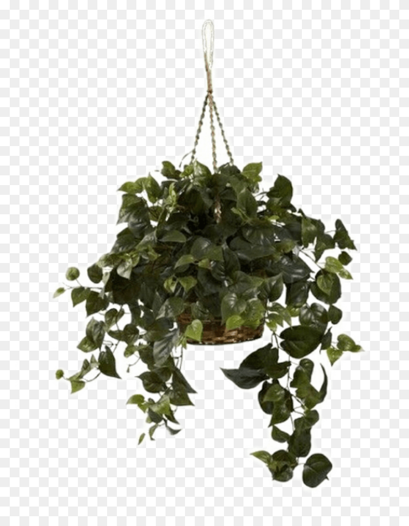 1024x1340 Aesthetic Plant Green Niche Hanging Philodendron, Tree, Leaf, Potted Plant HD PNG Download