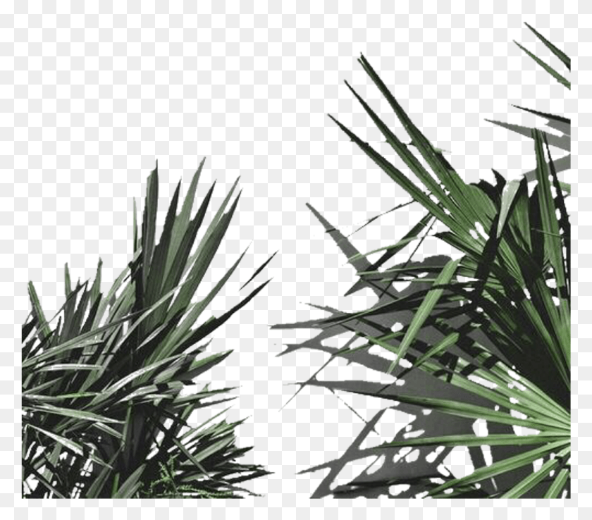 1025x891 Aesthetic Plant Leaves Freetoedit White Aesthetic Plants, Agavaceae, Tree, Flower HD PNG Download