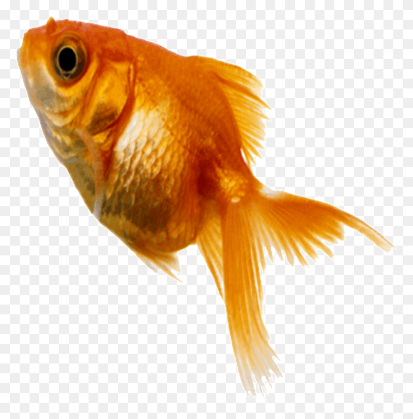 840x854 Aesthetically Beautiful Small Fish Static, Goldfish, Animal, Bird HD PNG Download