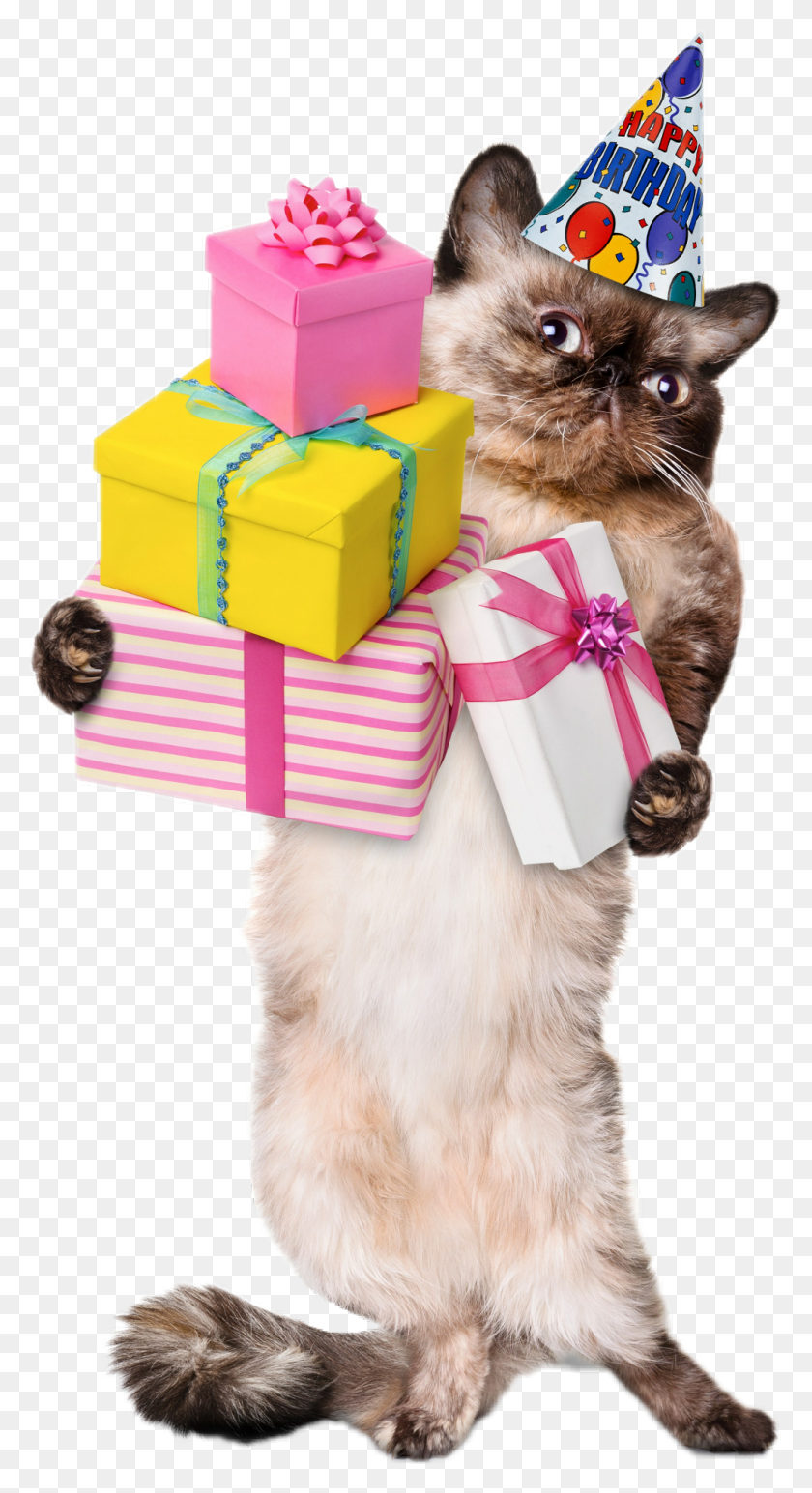 1024x1950 Afbeeldingen Verjaardag Met Katten, Gift, Cat, Pet HD PNG Download