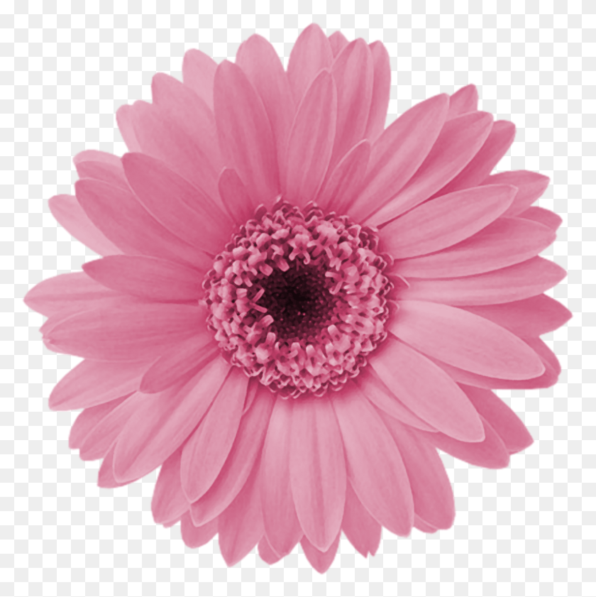 798x800 Aff A Xl Im Genes Formato Pink Daisy Flower, Растение, Ромашки, Цветение Hd Png Скачать