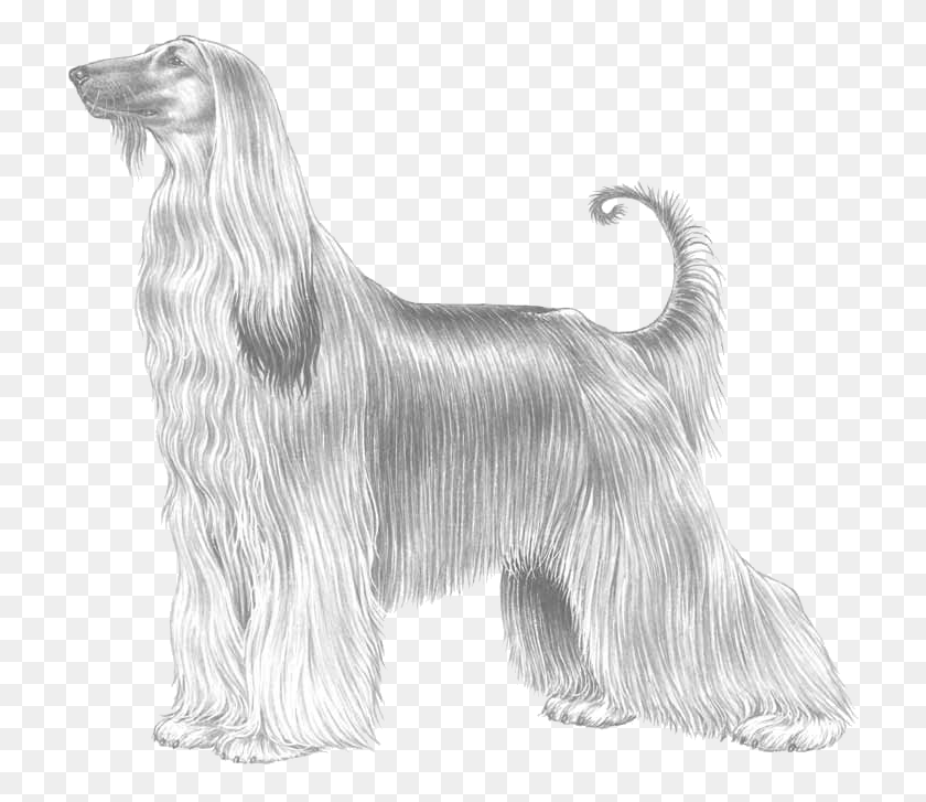 718x667 Afghan Hound Afghan Hound Drawings Easy, Dog, Pet, Canine HD PNG Download