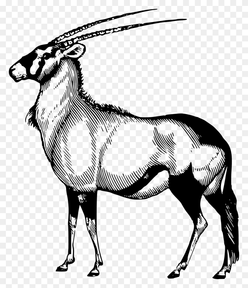 1093x1280 Africa African Animal Antelope Image Black Antelope Drawing Template, Gray, World Of Warcraft HD PNG Download