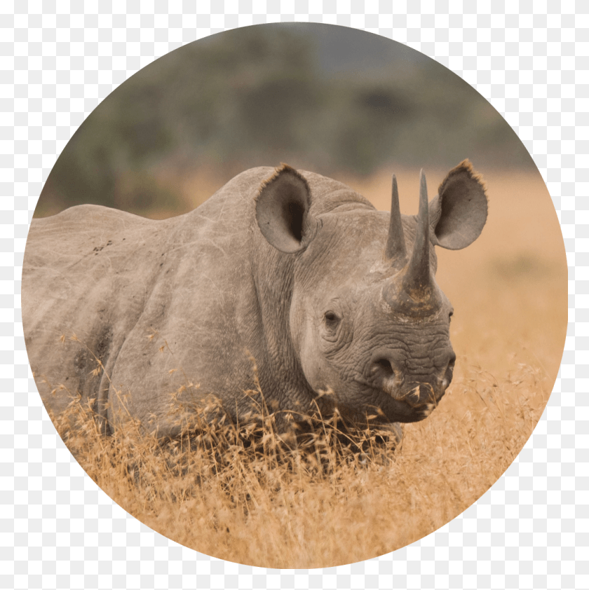 1052x1056 Africa Black Rhinoceros, Rhino, Wildlife, Mammal HD PNG Download