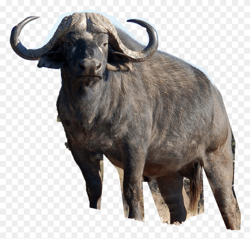 1080x1028 Africa Cape Buffalo, Wildlife, Mammal, Animal HD PNG Download