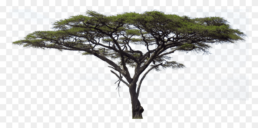2688x1237 Africa Tree Serengeti Flora Y Fauna, Plant, Tree Trunk, Outdoors HD PNG Download