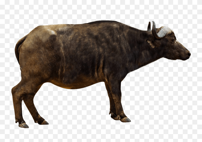 1216x832 African Buffalo, Cow, Cattle, Mammal HD PNG Download