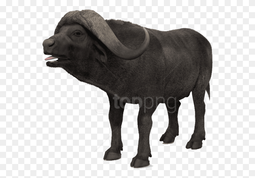 563x526 African Buffalo S Bronze Sculpture, Wildlife, Mammal, Animal HD PNG Download