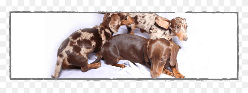 940x310 African Dachshund, Dog, Pet, Canine HD PNG Download