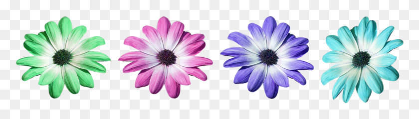 1322x304 African Daisy, Plant, Flower, Blossom HD PNG Download