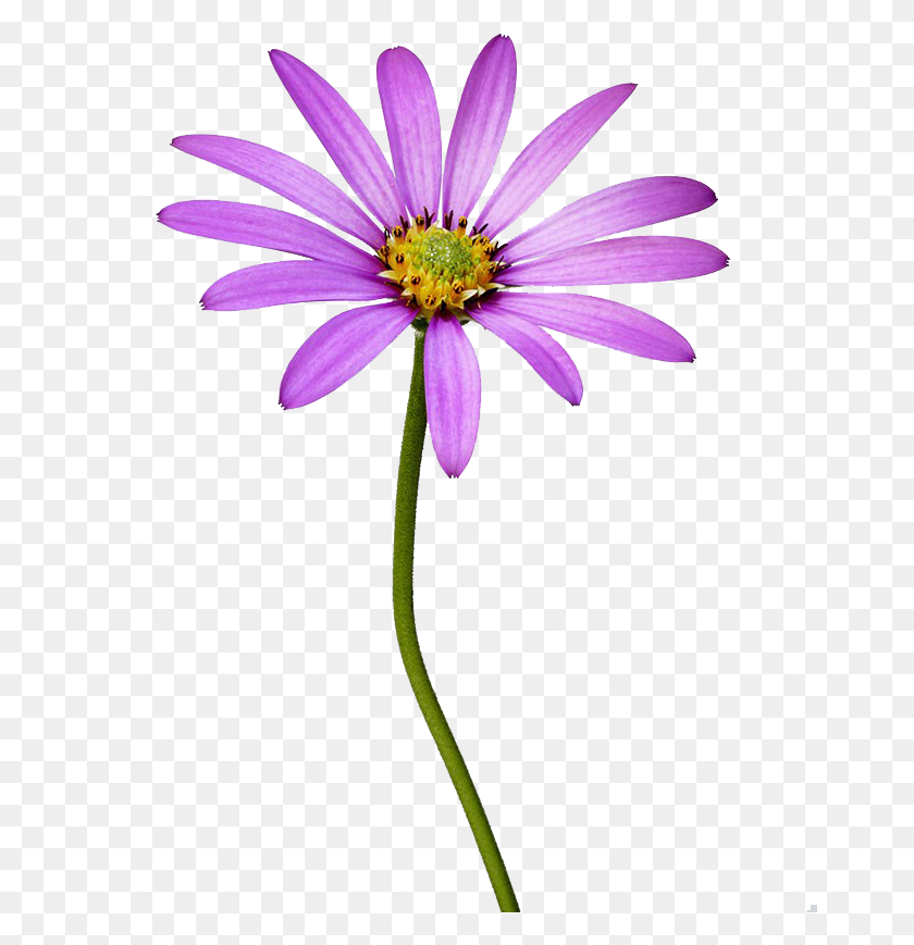 663x809 African Daisy, Plant, Pollen, Flower HD PNG Download