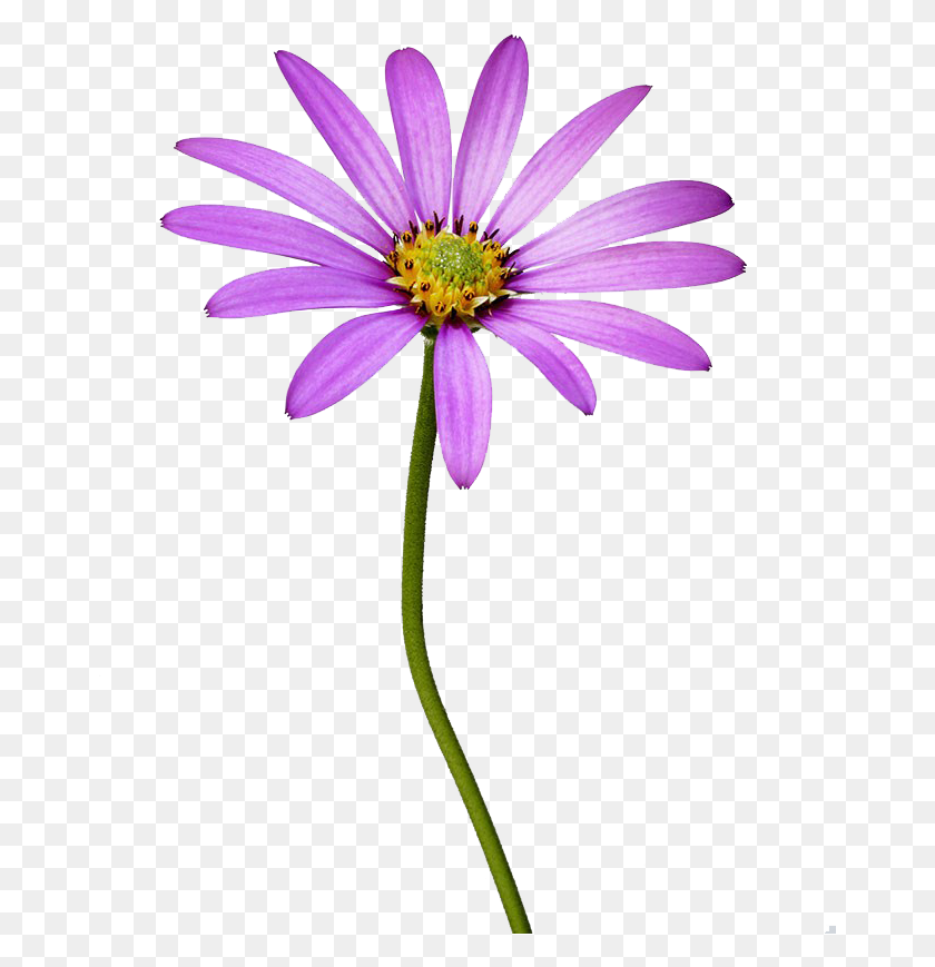 663x809 Margarita Africana, Planta, Polen, Flor Hd Png