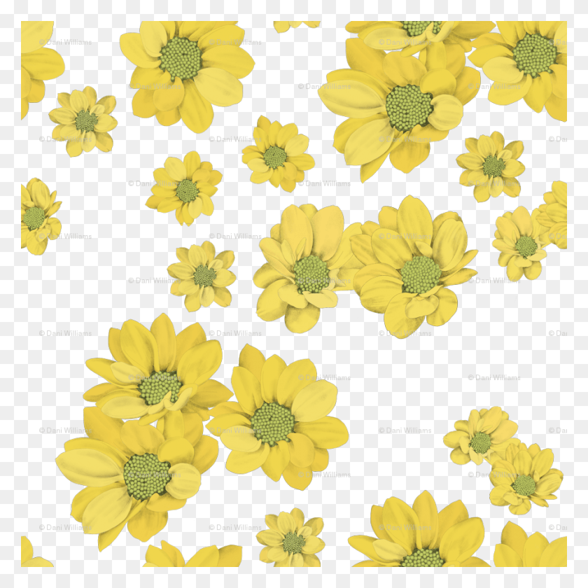 900x900 African Daisy, Plant, Floral Design, Pattern HD PNG Download