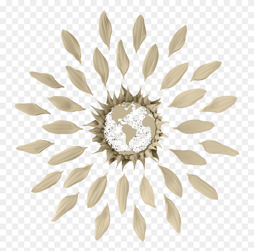 744x771 African Daisy, Plant, Flower, Blossom HD PNG Download