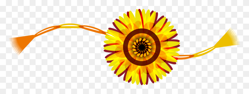 1550x514 African Daisy, Plant, Flower, Blossom HD PNG Download