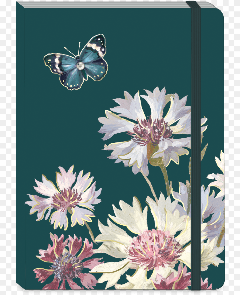 African Daisy, Plant, Flower, Dahlia, Floral Design PNG