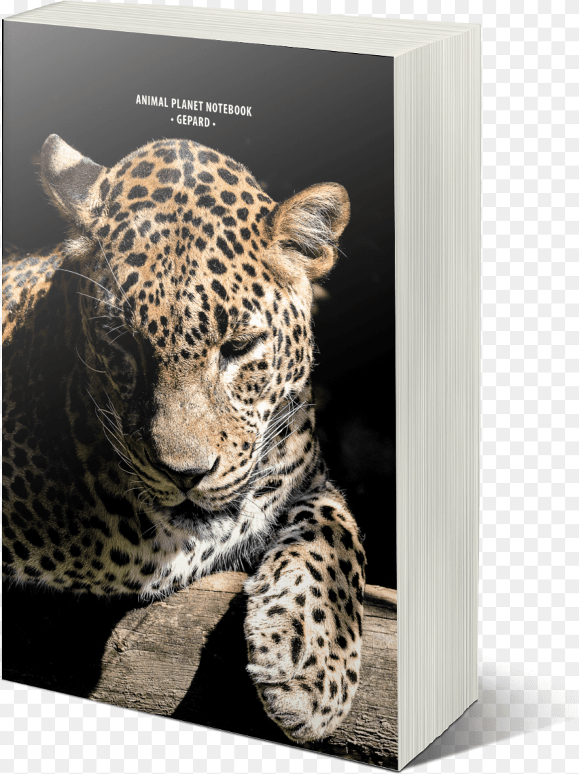 African Leopard, Animal, Mammal, Panther, Wildlife Sticker PNG