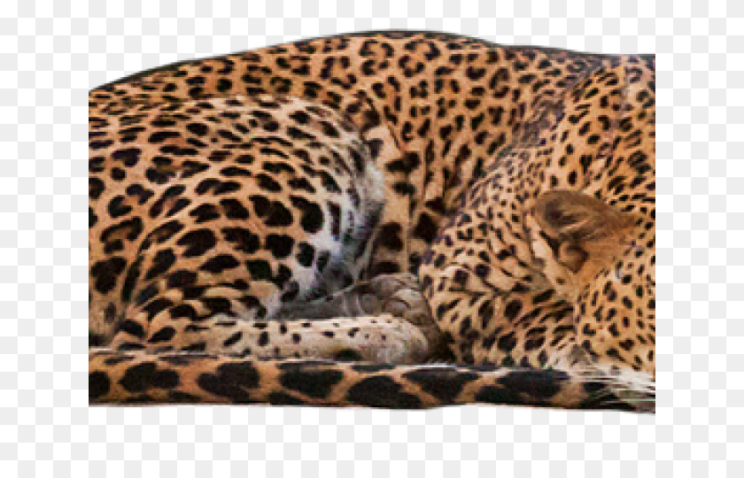 640x480 African Leopard, Panther, Wildlife, Mammal HD PNG Download