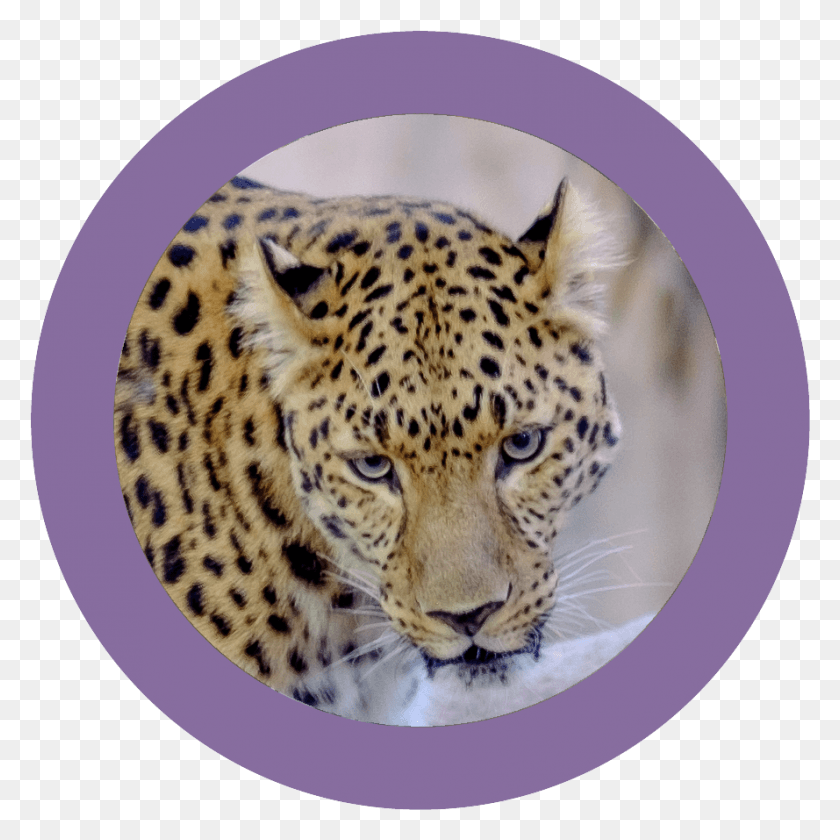 889x889 African Leopard African Leopard, Panther, Wildlife, Mammal HD PNG Download